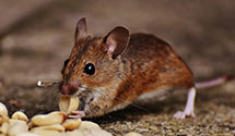 24 Hour & Emergency Exterminators in Winnetka, IL